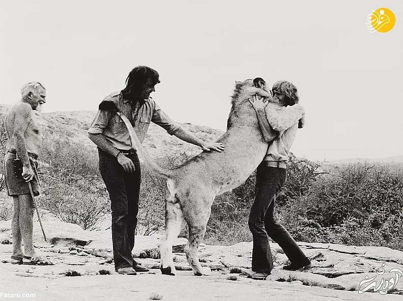 (تصاویر) داستان یک شیر؛ از بنز سواری تا رهایی در حیات وحش کنیا